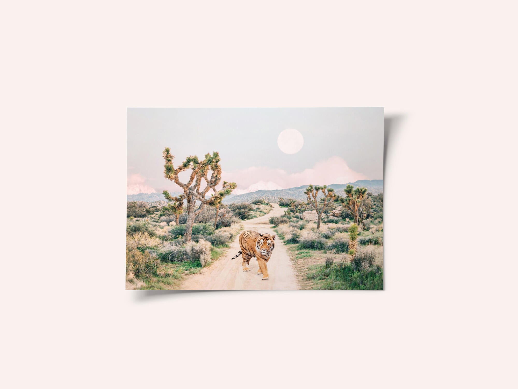 Wandering Tiger