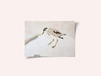 Cute Shorebird
