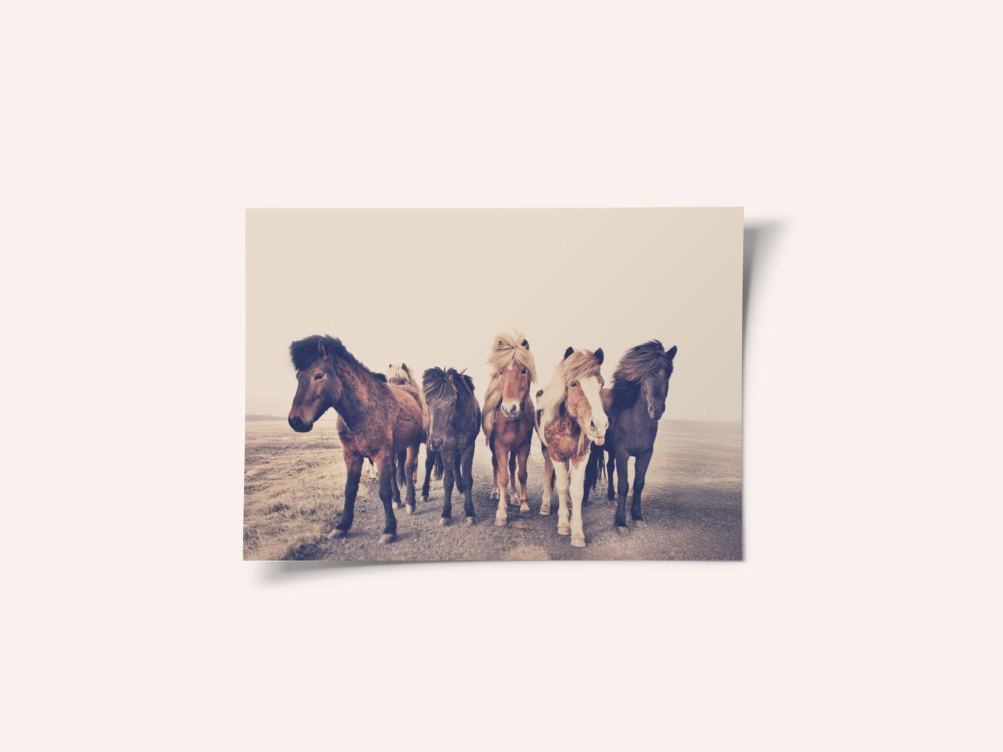 Horses