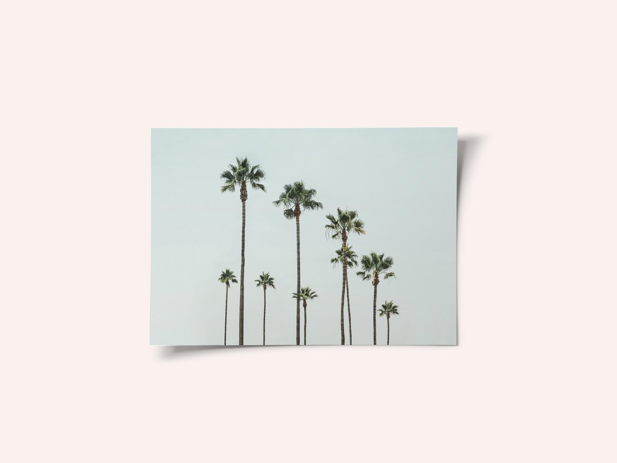 Cali Palms