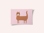 Cat ginger orange