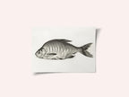Fish (1775–1833)