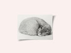 Rolled Up Lying, Sleeping Cat By Jean Bernard (1775 1883)