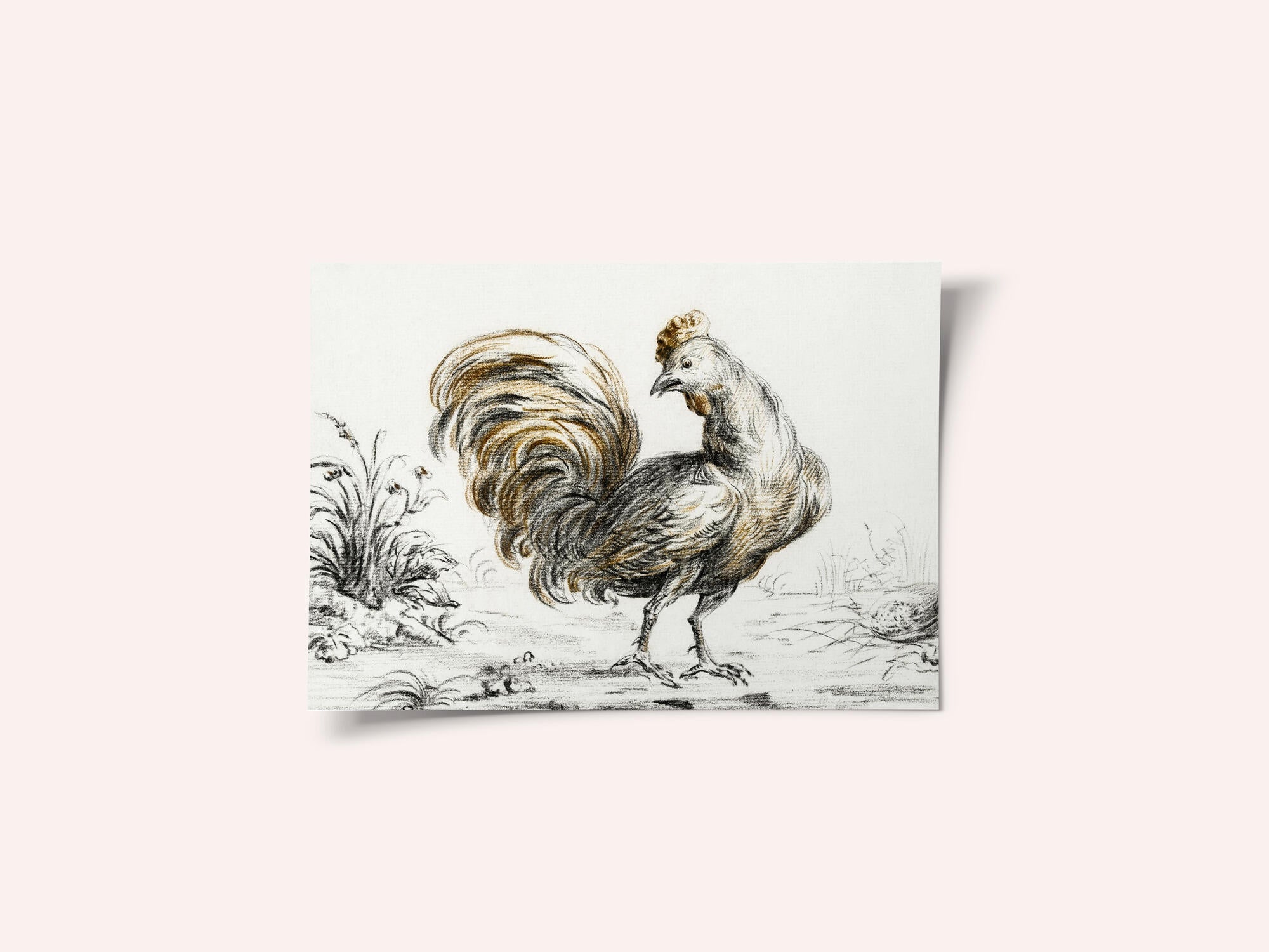 Rooster