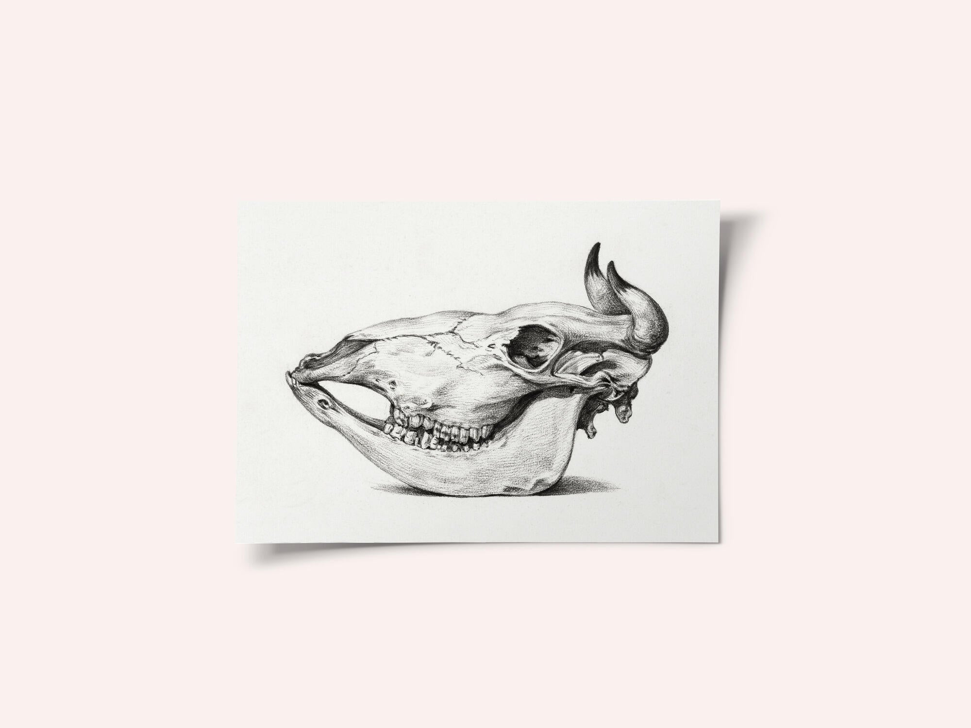 Skull of a Cow (1816)