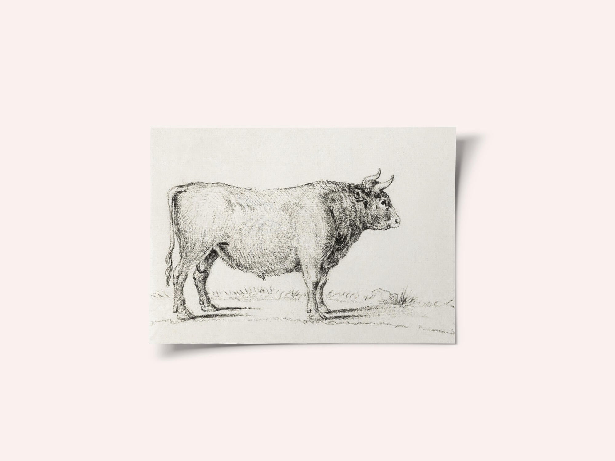 Standing Bull