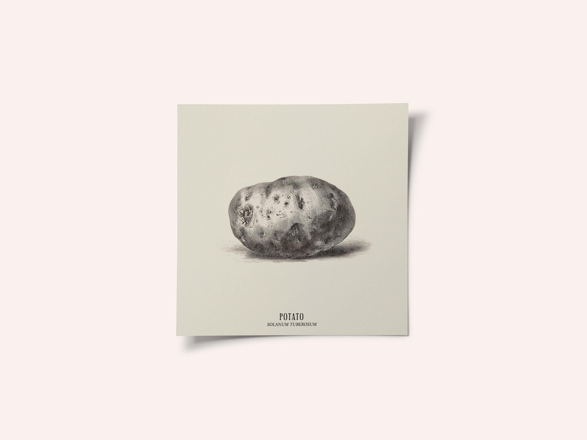 Vintage Vegetables - Potato