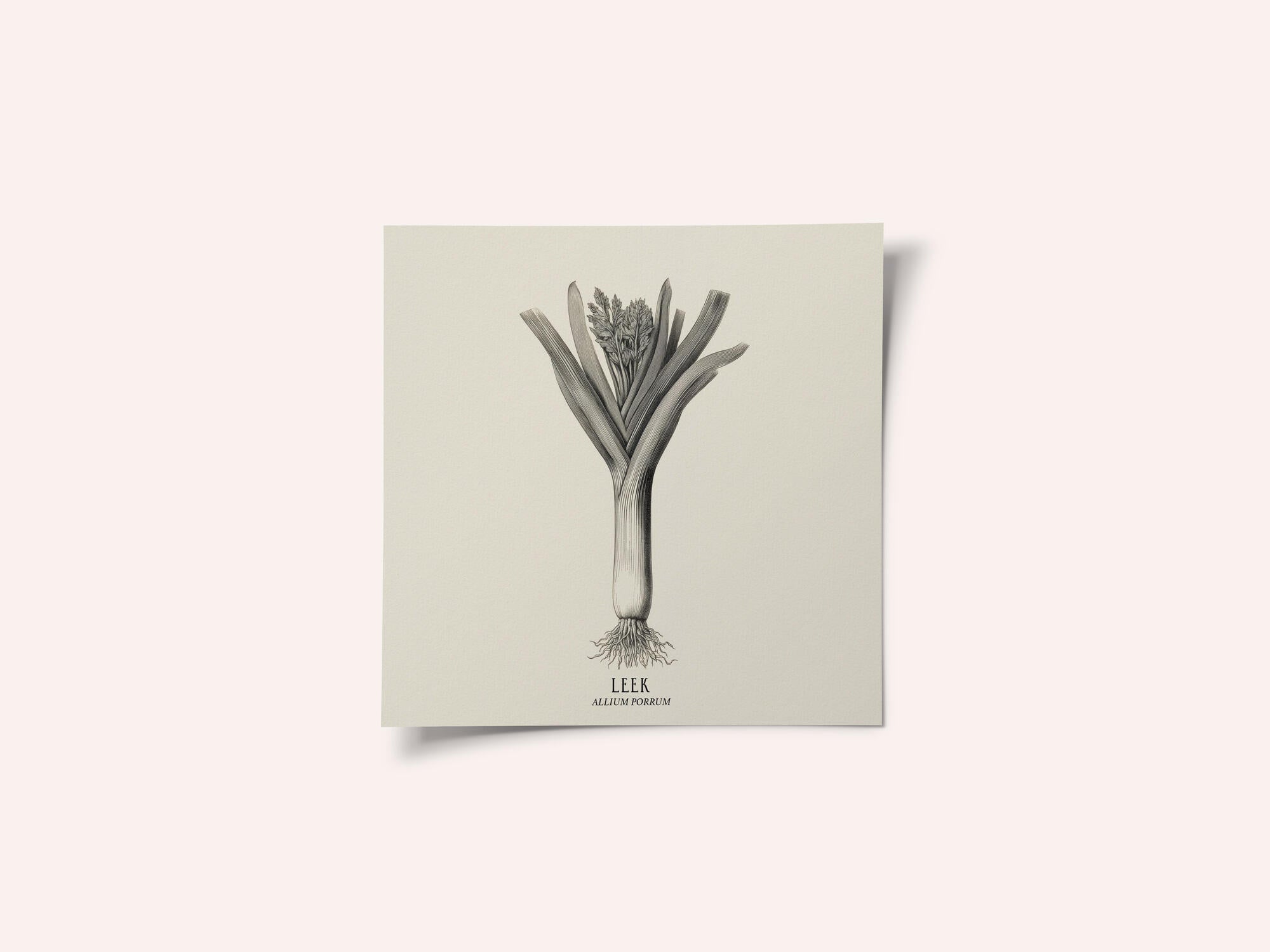 Vintage Vegetables - Leek