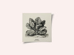 Vintage Vegetables - Spinach