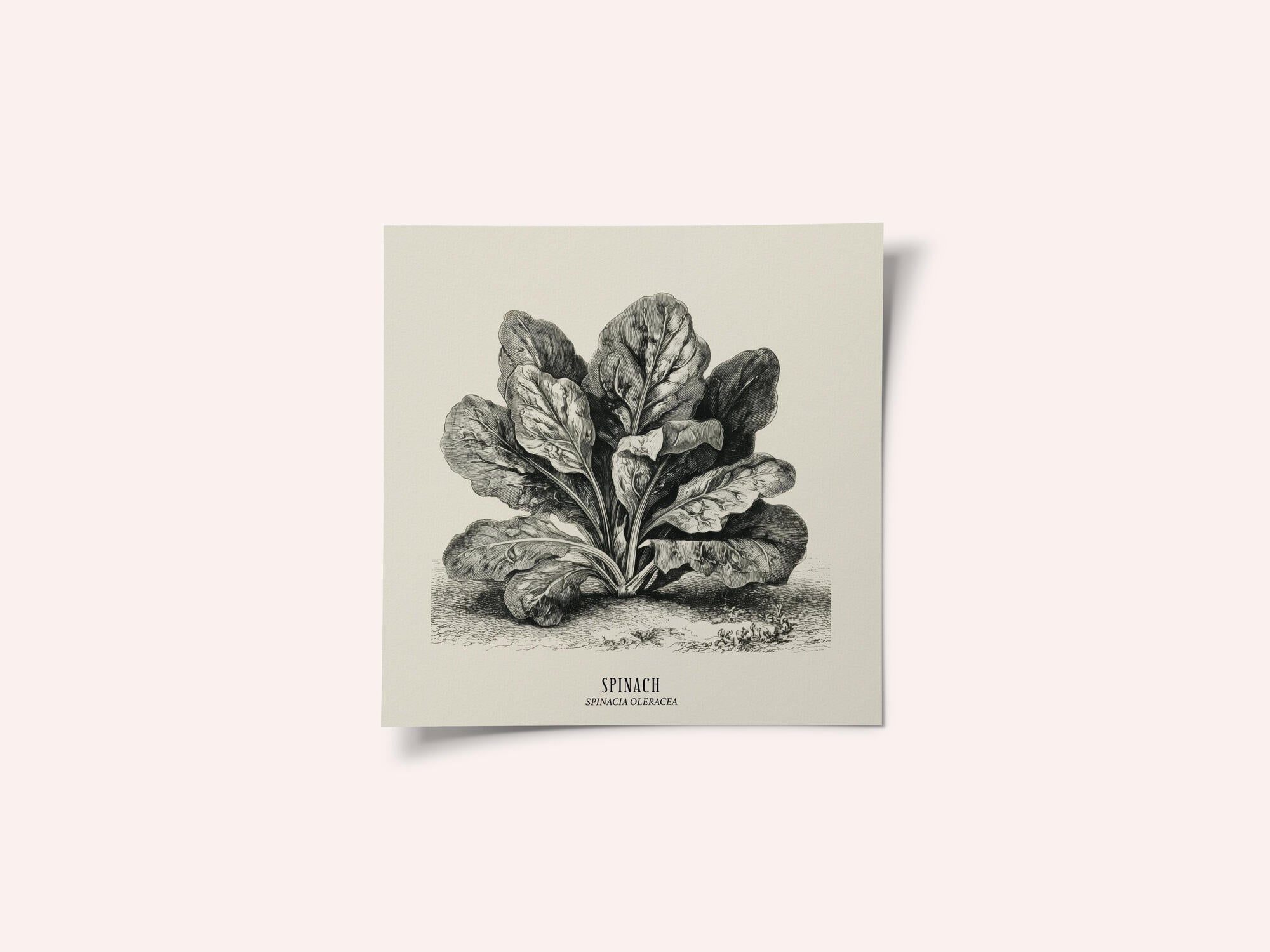 Vintage Vegetables - Spinach