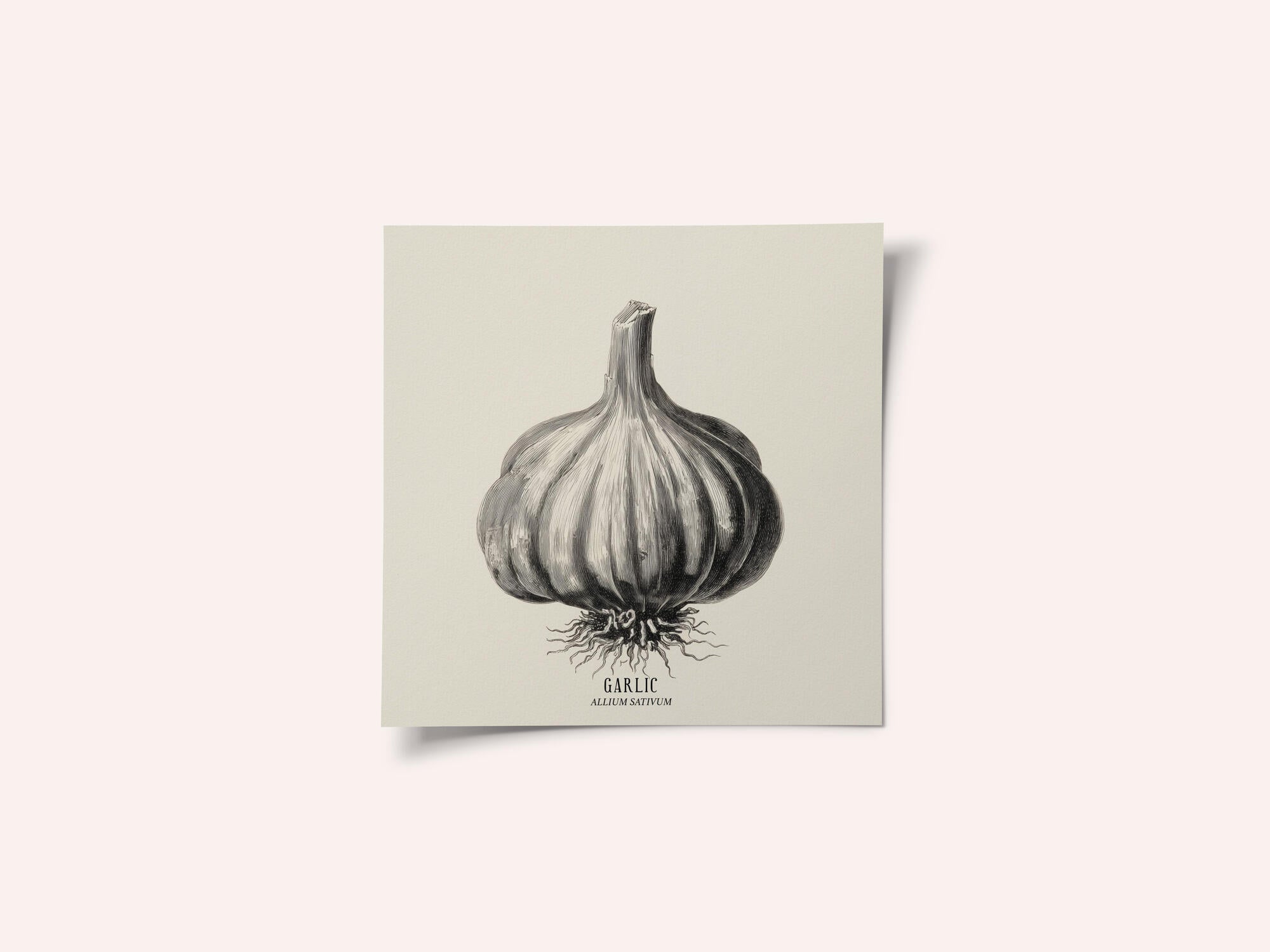 Vintage Vegetables - Garlic