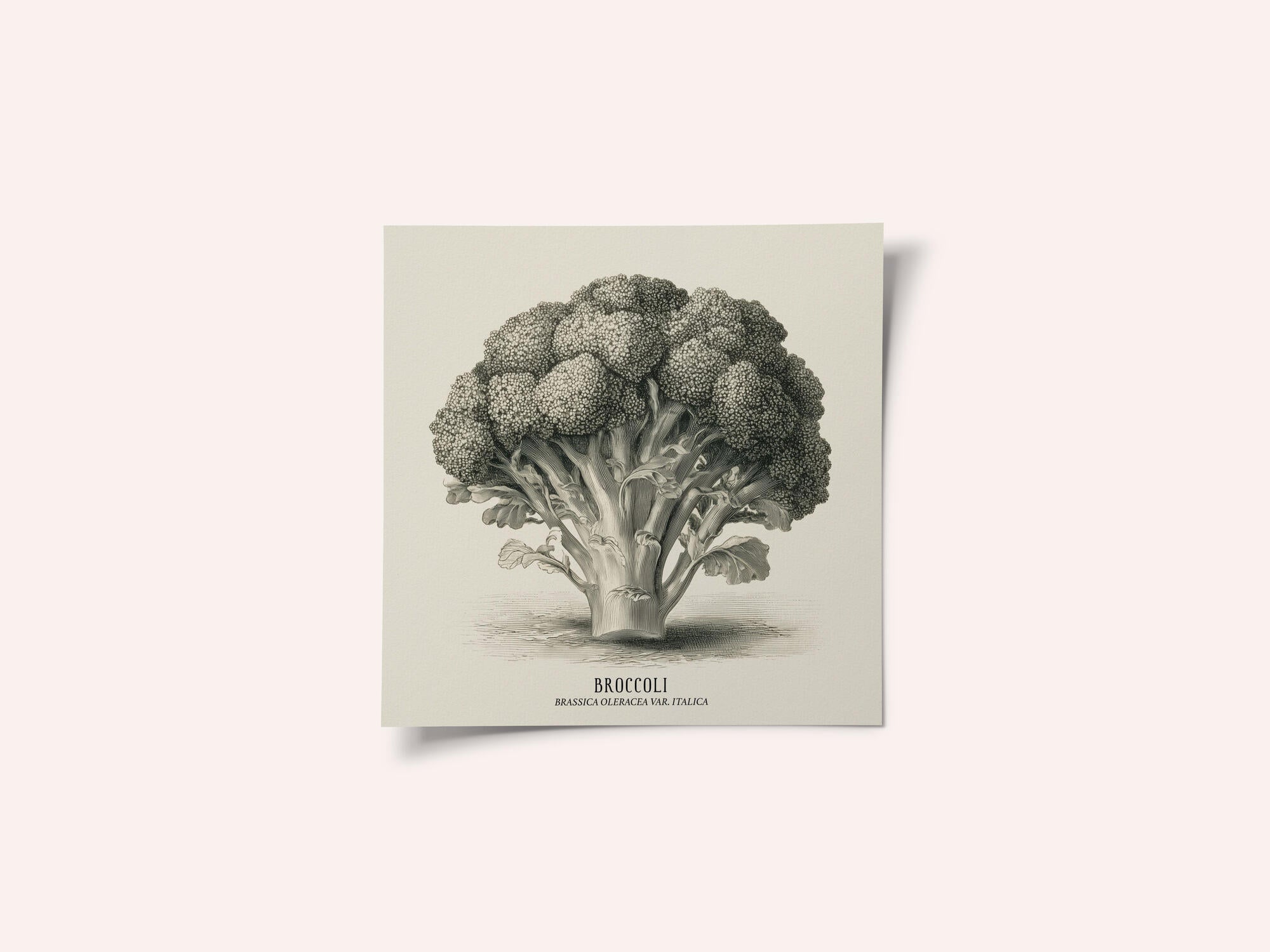 Vintage Vegetables - Broccoli