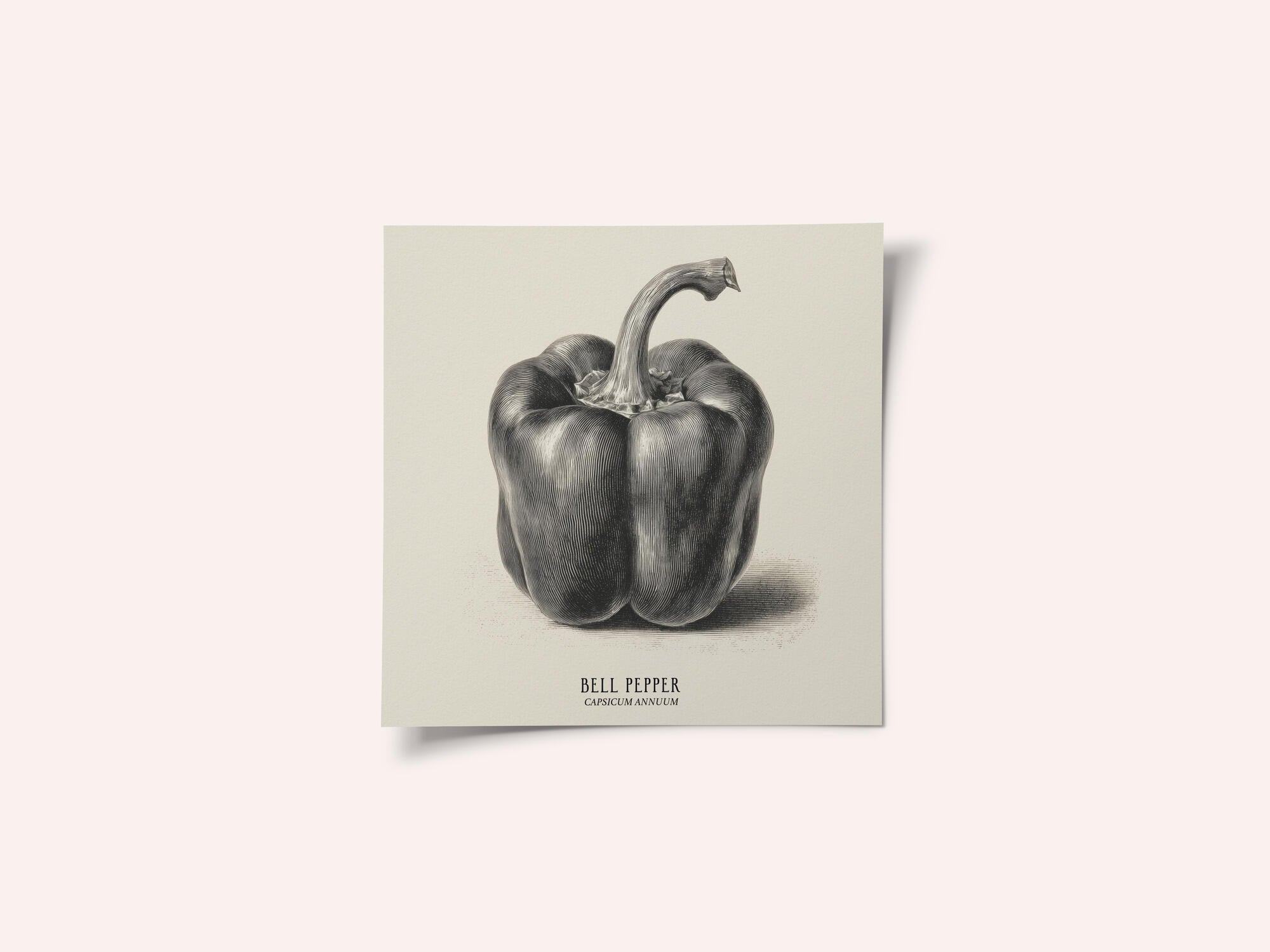 Vintage Vegetables - Bell Pepper