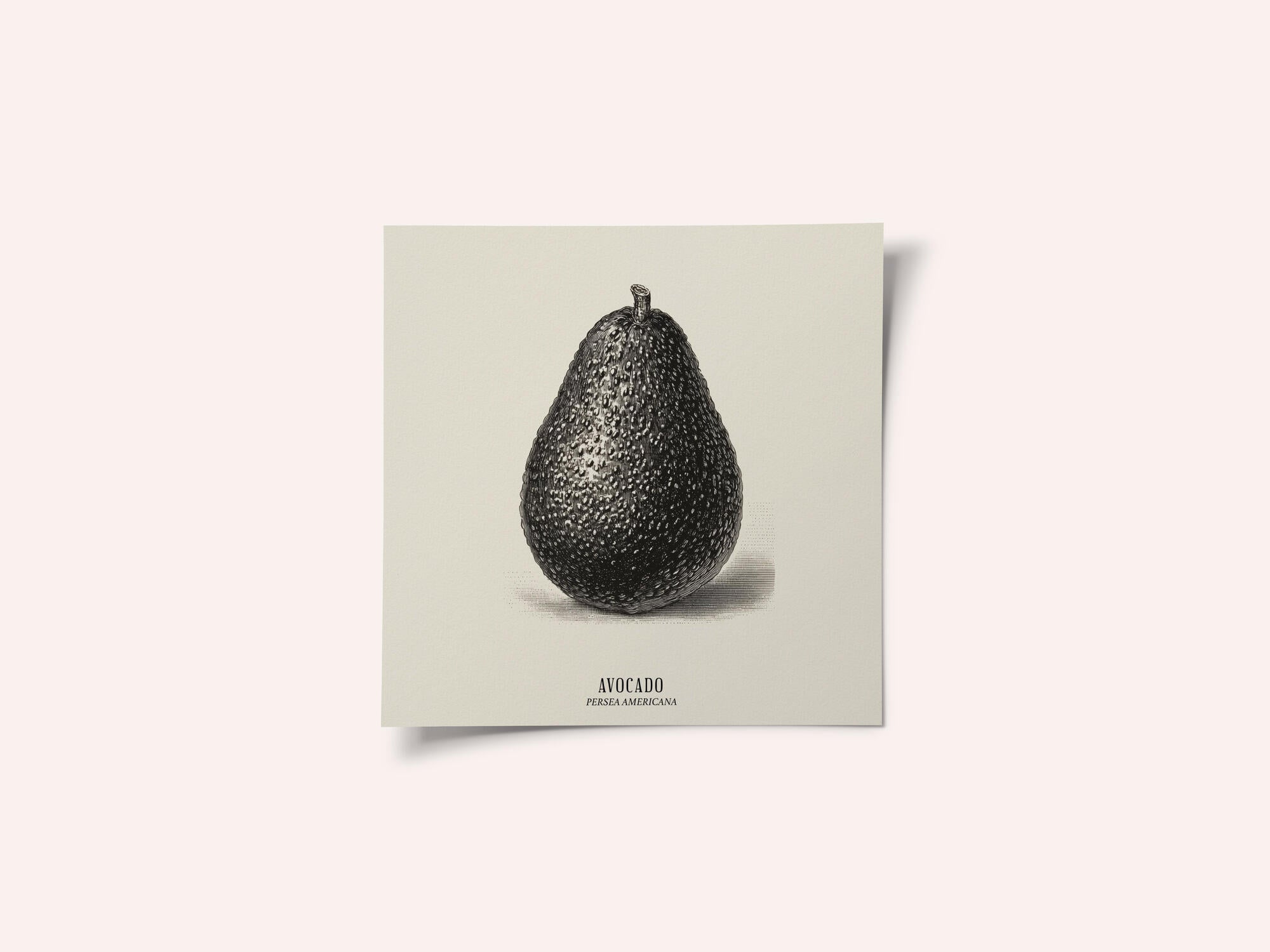 Vintage Vegetables - Avocado