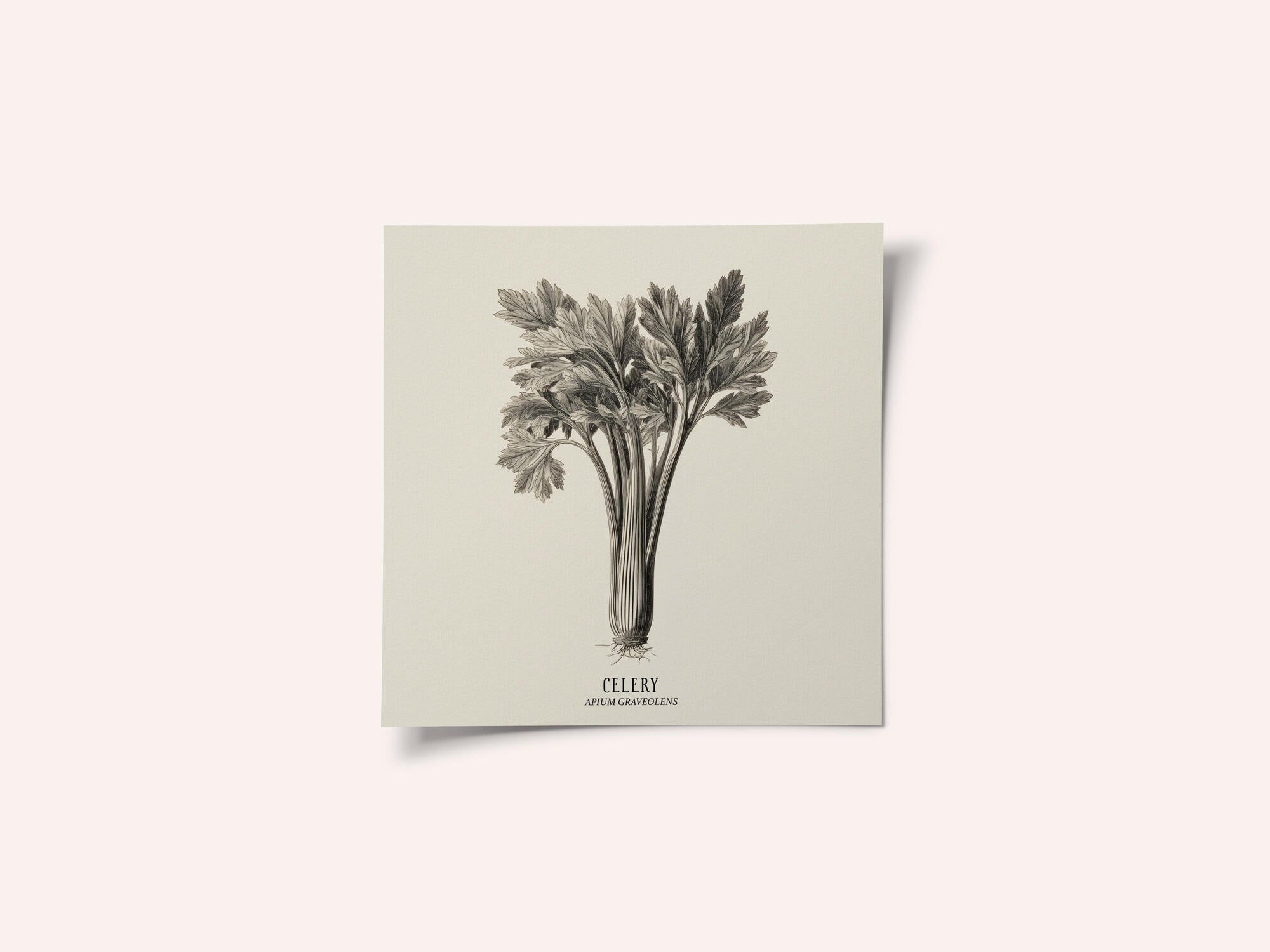 Vintage Vegetables - Celery