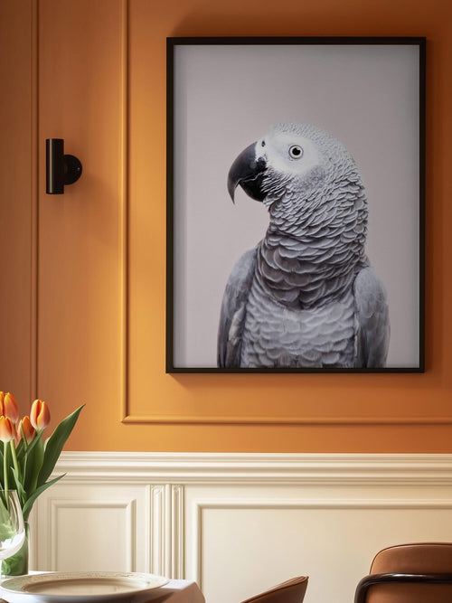 African Grey