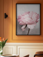 Peony