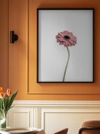 Pink Gerbera