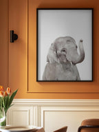 Baby Elephant