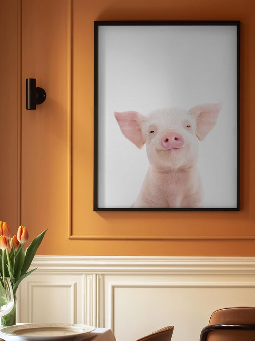 Baby Pig
