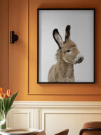 Baby Donkey