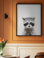 Baby Racoon