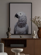 African Grey