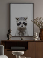 Baby Racoon