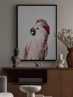 Pink Cockatoo